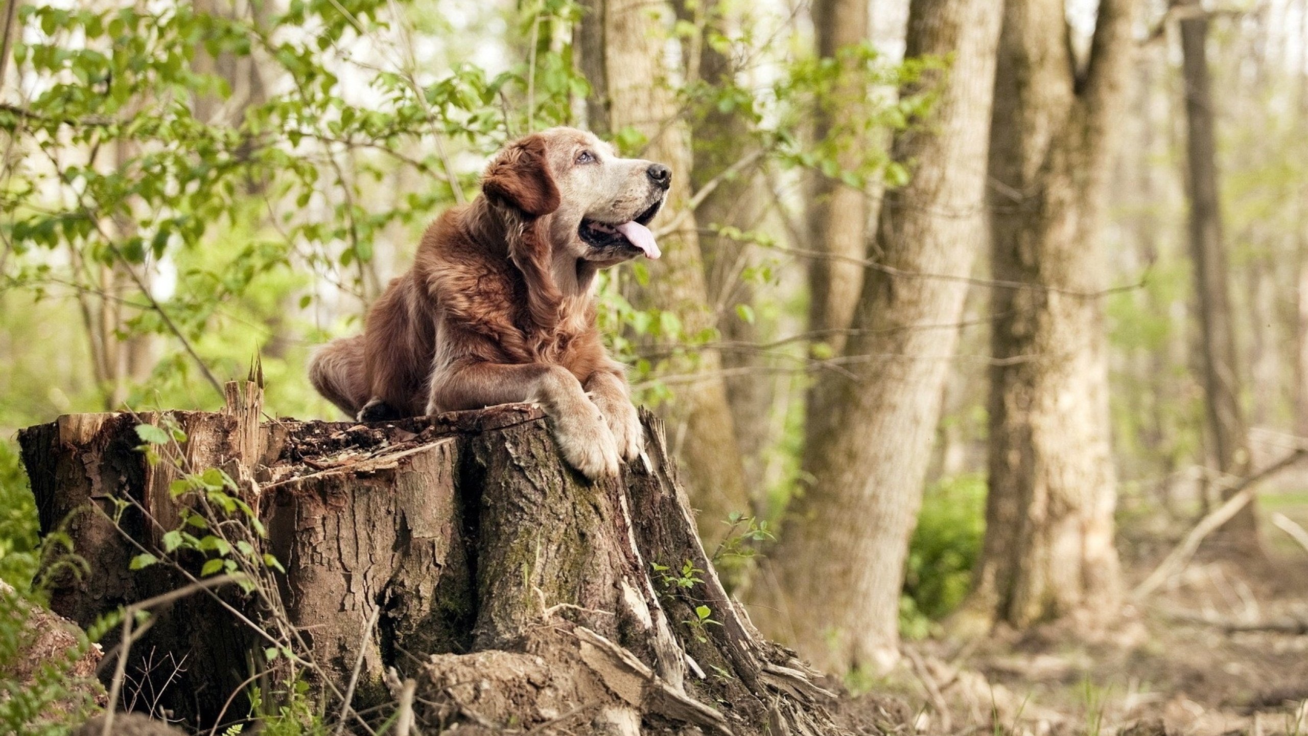 九游下载官方正版-_世界运动博览会：科技、文化、体育的盛会_，运博会开幕式