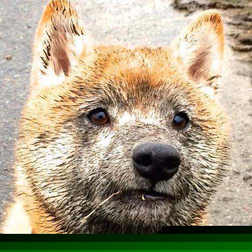 九游体育官网首页-_鹈鹕队潜力无限，逐步追赶领先者_，鹈鹕队改名前是哪个队