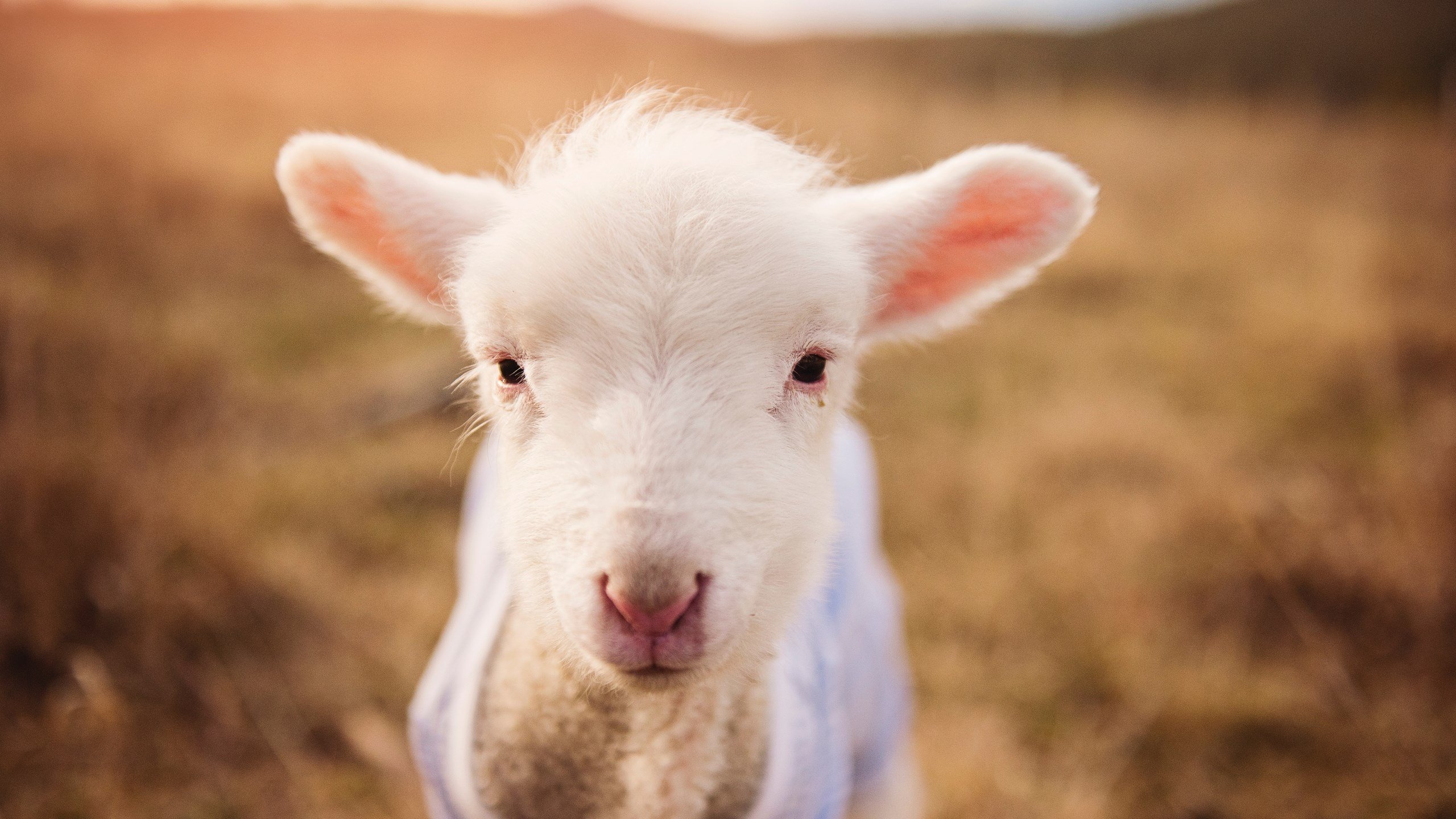 九游博彩-【运动员自述】丁俊晖：我平衡压力和比赛心态的秘诀，丁俊晖是哪项运动的职业选手
