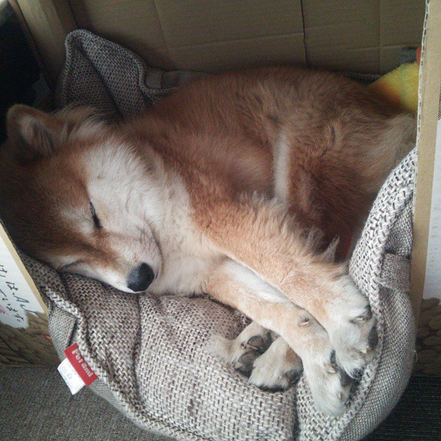 9游-传统跑马灯游行中的体育元素，文化与运动的结合，跑马灯样式